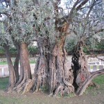 stablo Stare masline