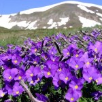 cvijecem na Sar planini