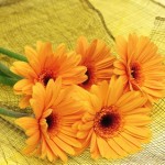 Orange-Flowers
